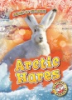Arctic_hares