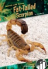 Fat-tailed_scorpion