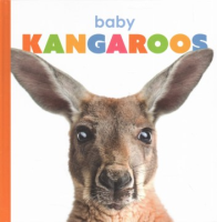 Baby_kangaroos